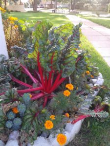 John Blanford's corner garden - photo by Laura Armenis.